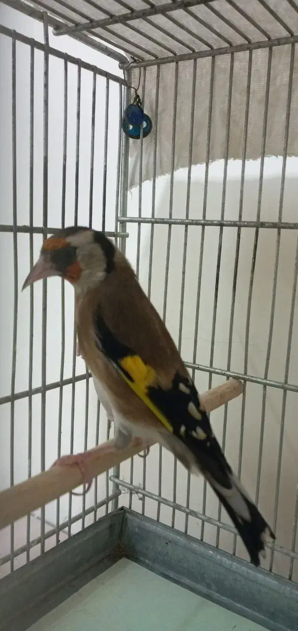 سهره|پرنده|تهران, فلاح|دیوار