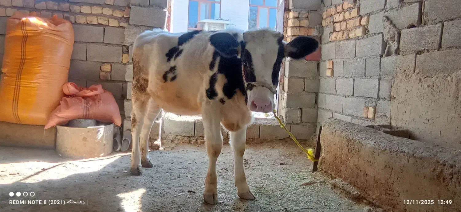 گوساله ماده هلشتاین|حیوانات مزرعه|سیوان, |دیوار