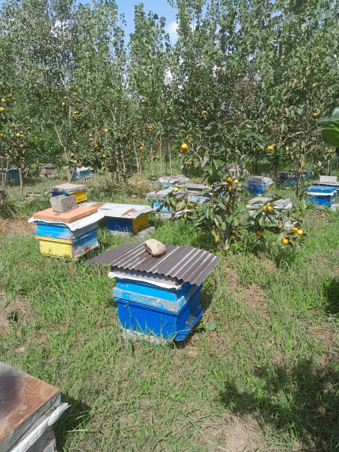 عسل۱۰۰درصد طبیعی|خوردنی و آشامیدنی|لاهیجان, یوسف آباد|دیوار