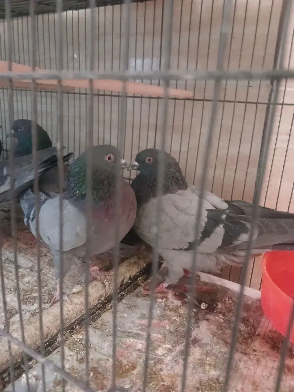 گروهان سبز پرشی|پرنده|تهران, مشیریه|دیوار