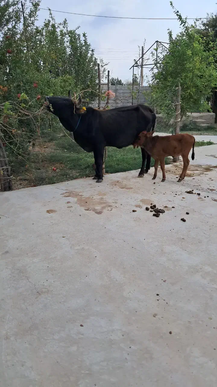 گاو گوساله|حیوانات مزرعه|آق قلا, |دیوار