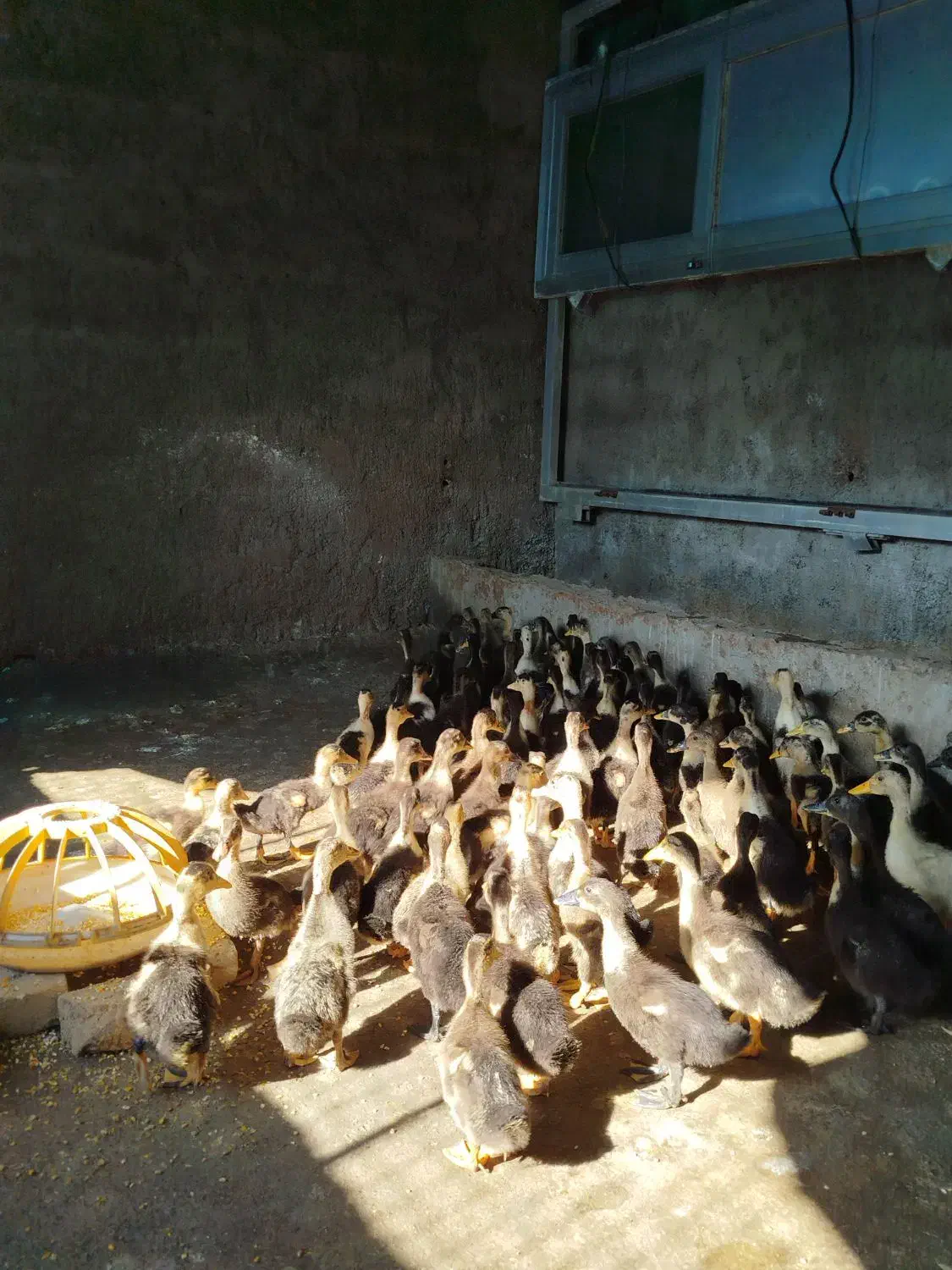 جوجه اردک اسراییلی 40 روزه|حیوانات مزرعه|بهشهر, |دیوار