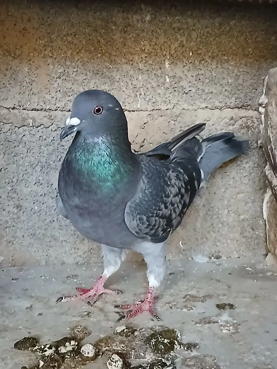 کبوترسبر|پرنده|مینودشت, |دیوار