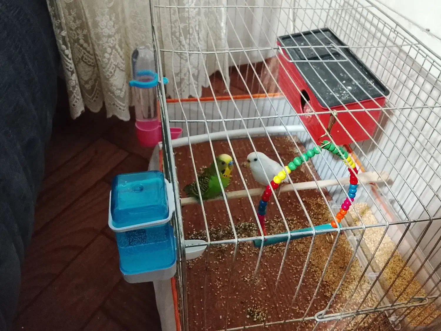 مرغ عشق|پرنده|کرج, حصارک پایین|دیوار