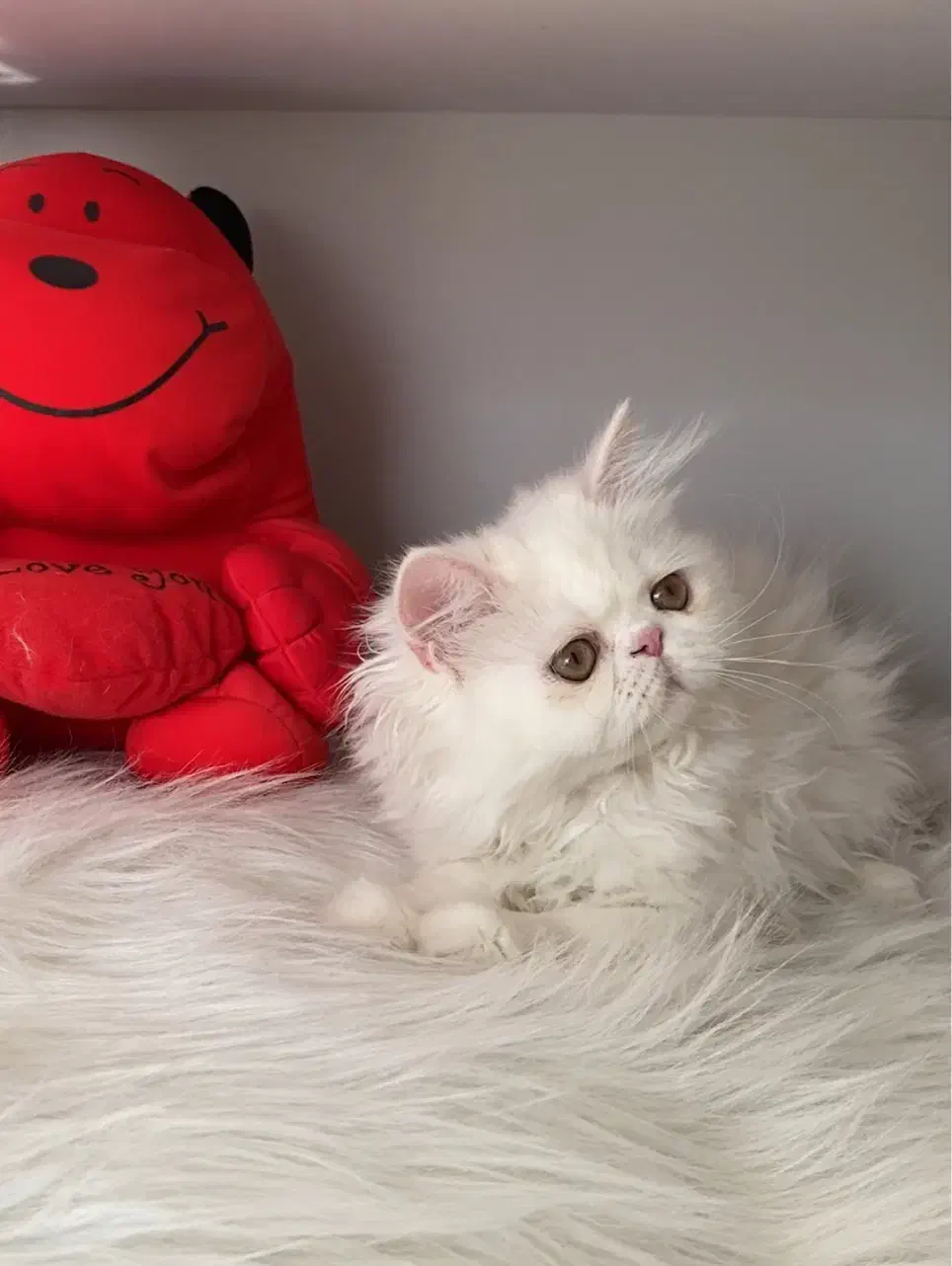 گربه پرشین سوپر فلت ۲/۵ ماهه پسر|گربه|تبریز, |دیوار