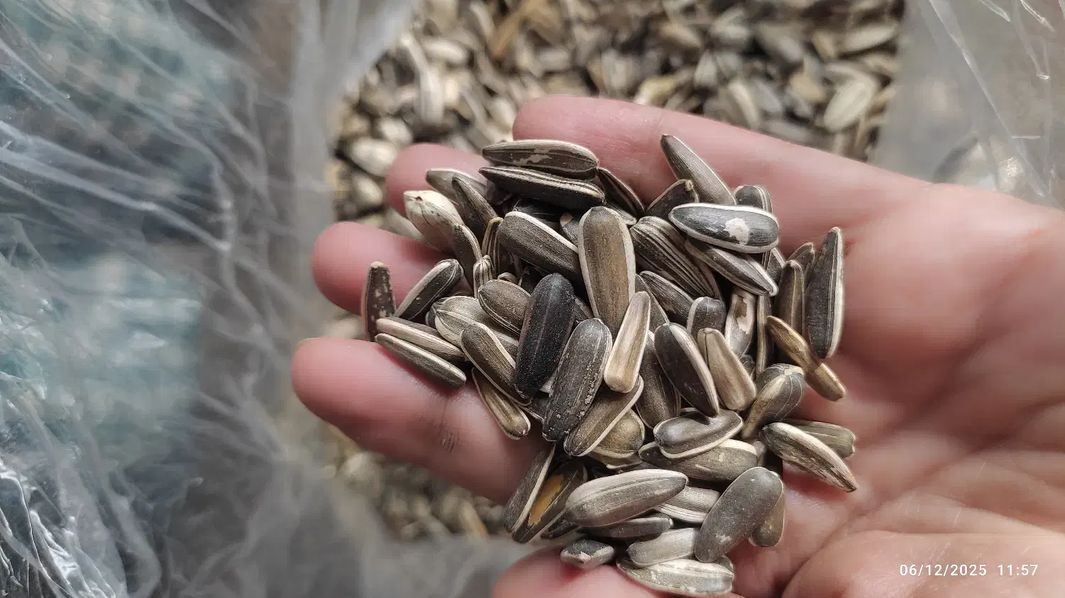 تخمه مناسب پرنده|لوازم جانبی حیوانات|تهران, بهمن یار|دیوار