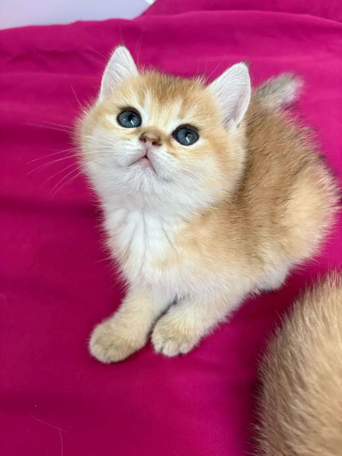 گربه جوجه طلایی|گربه|تهران, تهرانسر غربی|دیوار