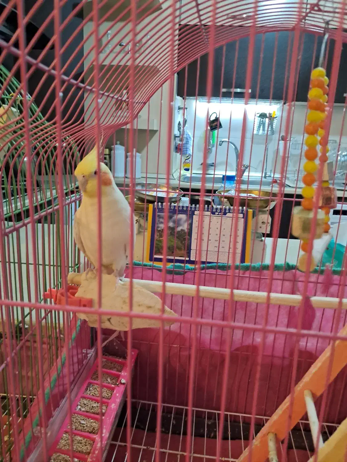 عروس هلندی|پرنده|سهند, |دیوار