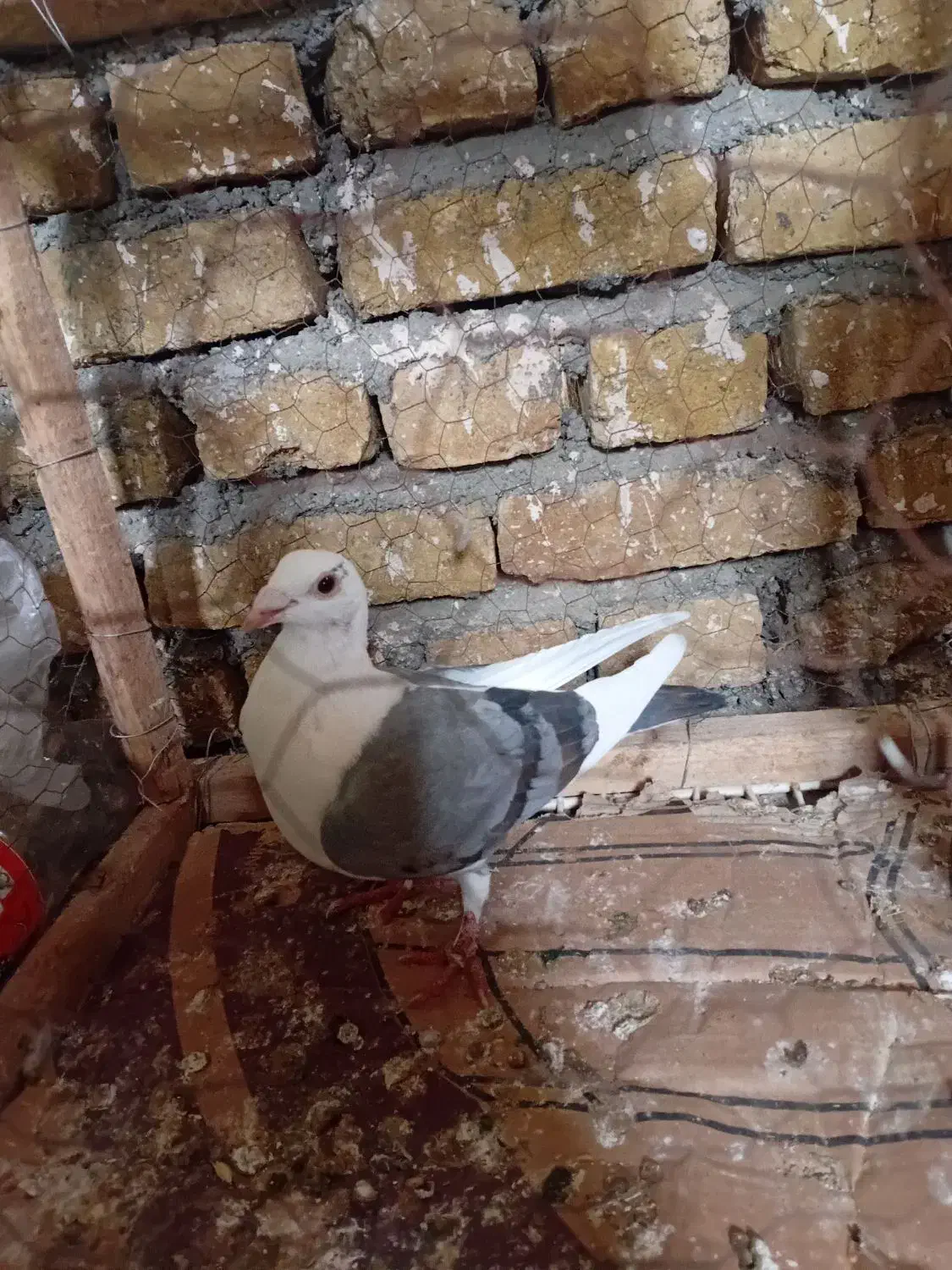 کفتر پلنگ سبز|پرنده|تربتحیدریه, ترمینال|دیوار