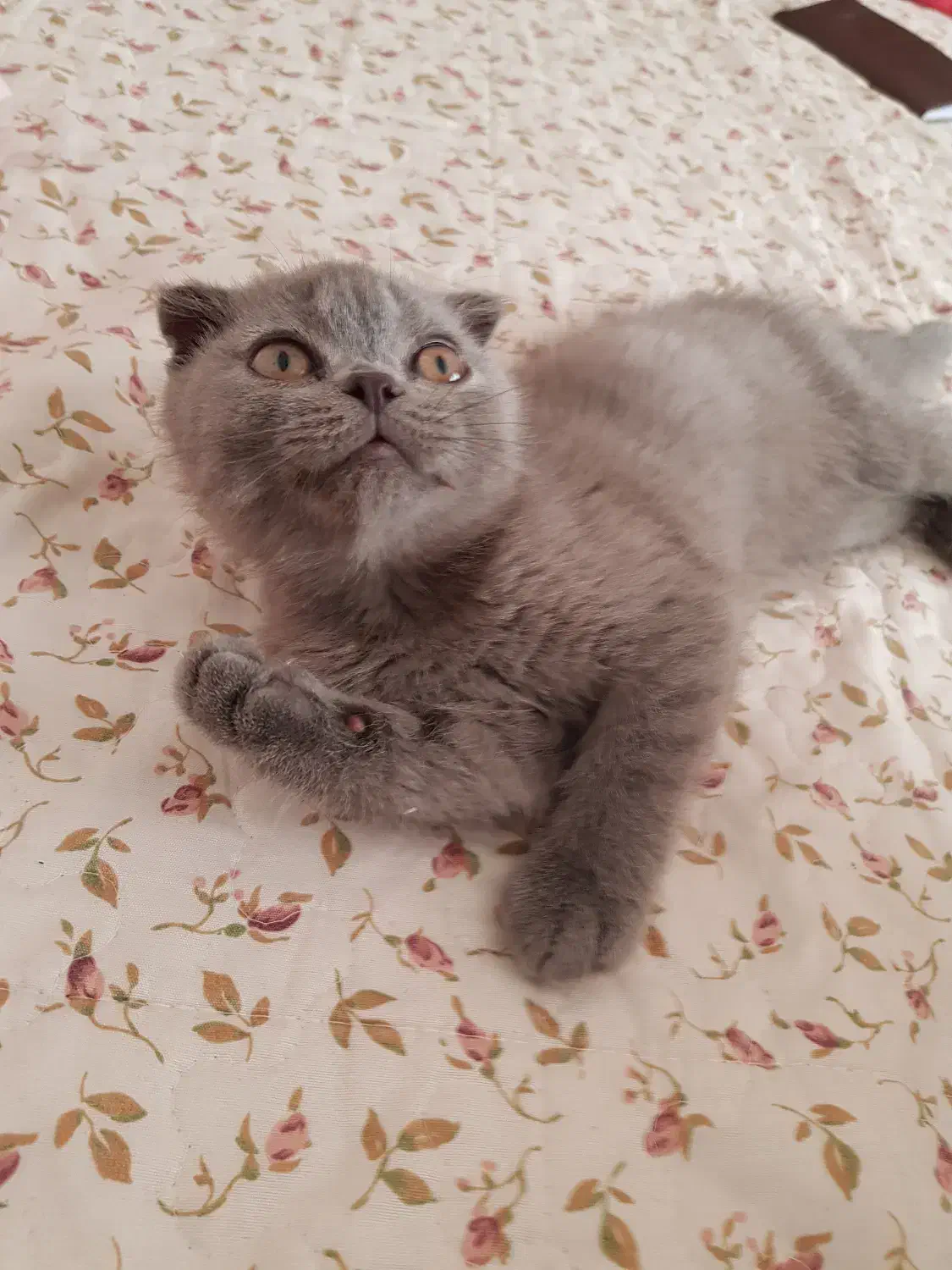 بچه گربه اسکاتیش فولد|گربه|کرمان, |دیوار