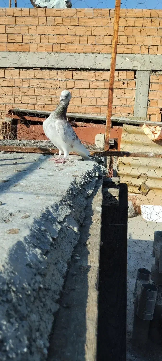 کبوتر غریب|پرنده|گرگان, |دیوار