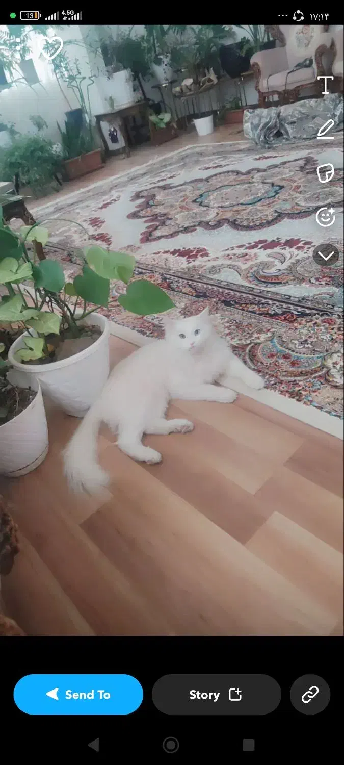 گربه خانگی|گربه|سراب, |دیوار