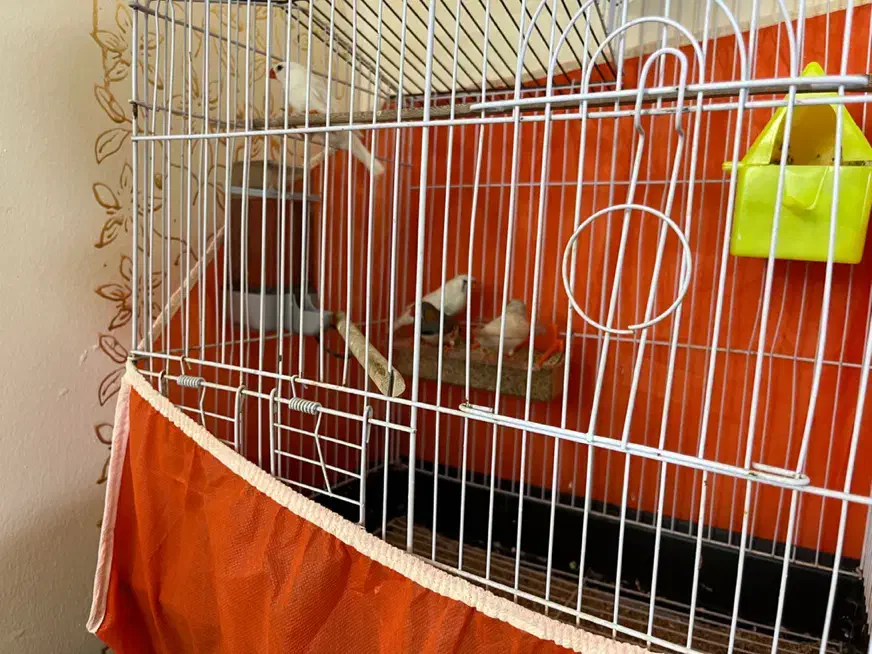 پرنده فنج|پرنده|سیرجان, |دیوار