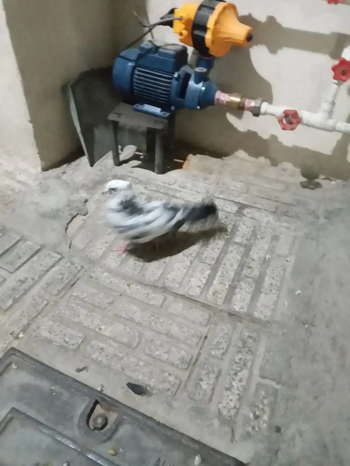 کبوترپرنده|پرنده|ماهدشت, |دیوار