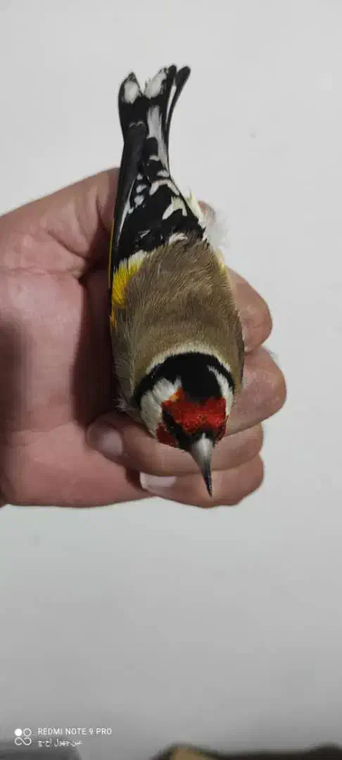 سهره گلبسر قناری|پرنده|قم, ناصردیوان|دیوار