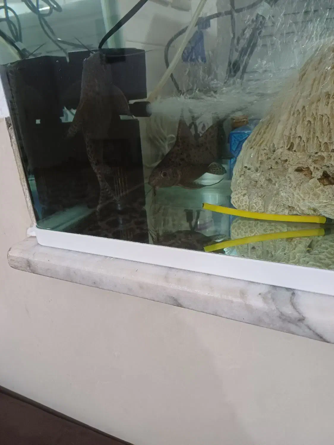 دو عدد ماهی لجنخوار زبر و زرنگ و فعال|ماهی|کرمانشاه, |دیوار