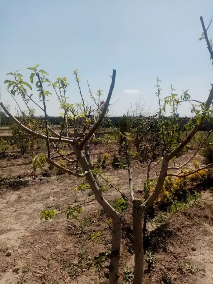 باغ و باغچه سند دار|فروش زمین و ملک کلنگی|شهریار, اصیل آباد|دیوار