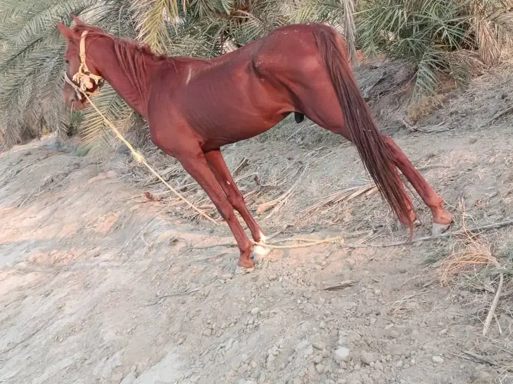 فروش اسب|اسب و تجهیزات اسبسواری|بندرعباس, |دیوار