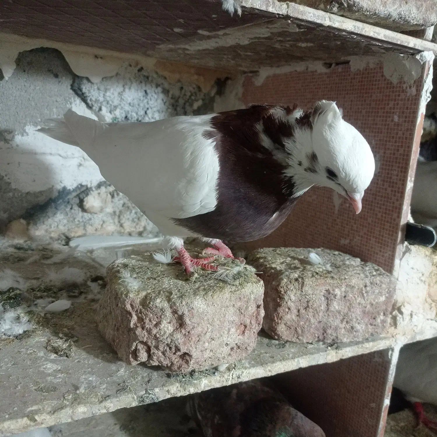 کبوتر|پرنده|عجب شیر, |دیوار