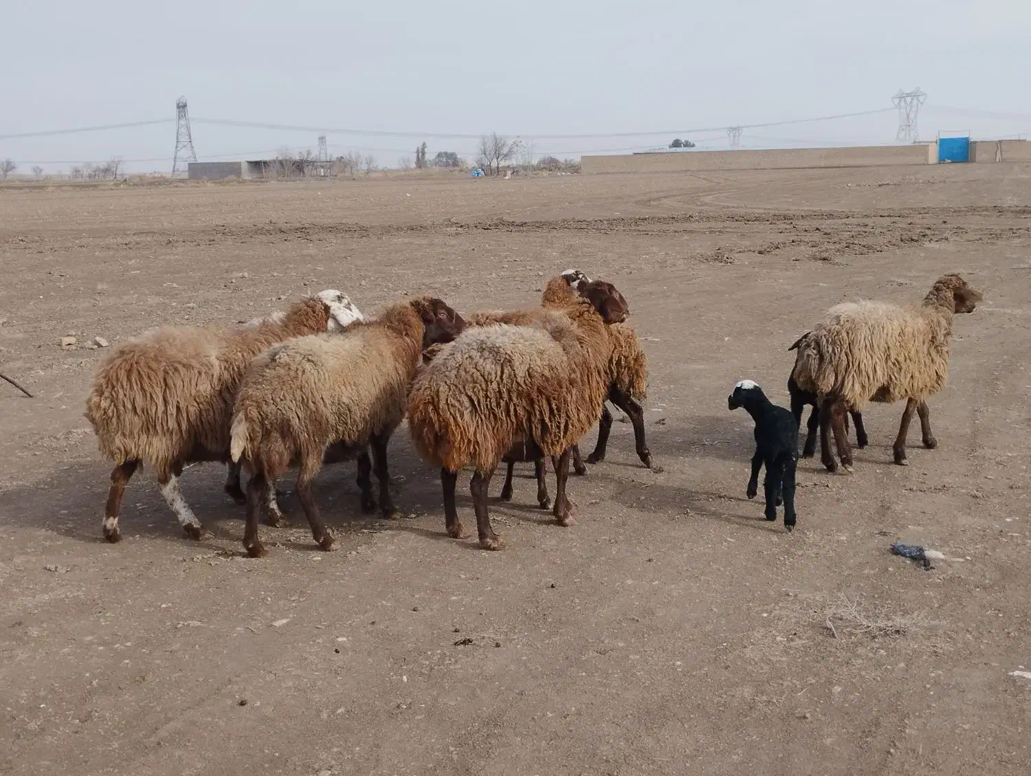 میش بره بز بزغاله|حیوانات مزرعه|جوادآباد, |دیوار