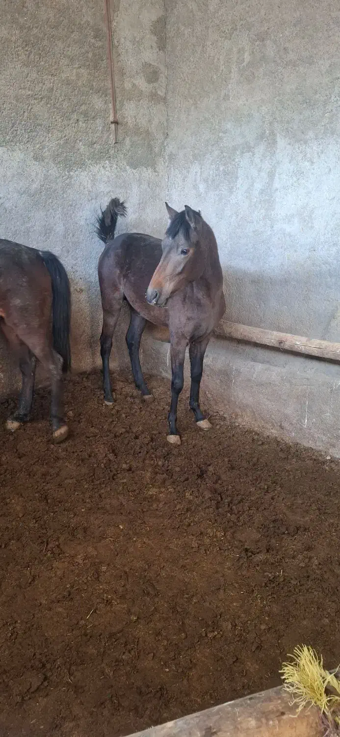 اسب مادیون ب همراه کره نر|اسب و تجهیزات اسبسواری|گلپایگان, |دیوار