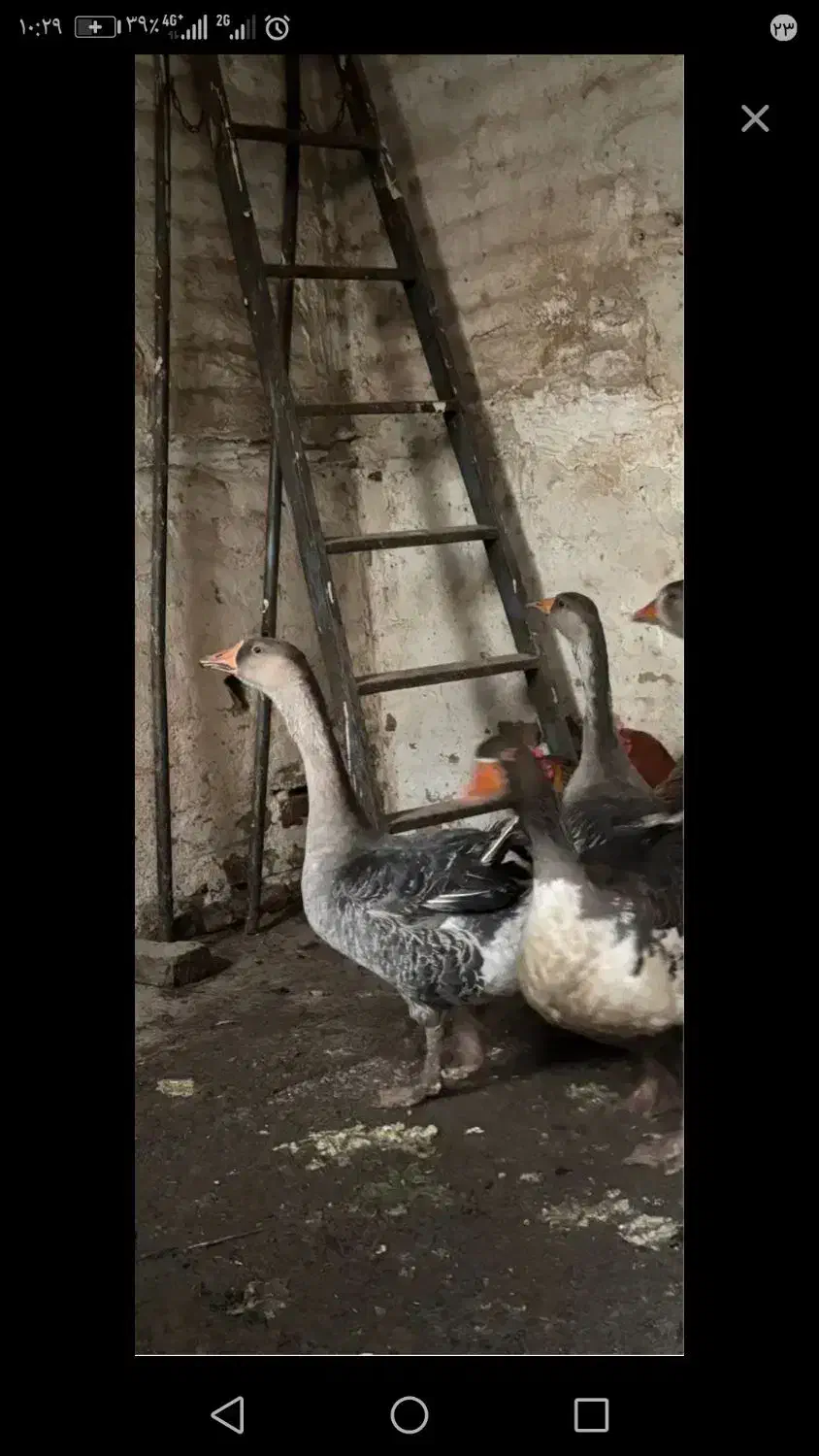 گمشده.|حیوانات|میاندوآب, |دیوار