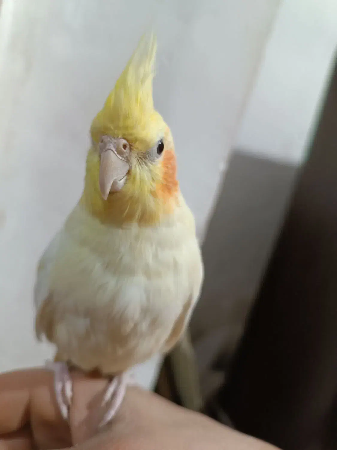 عروس هلندی ماده|پرنده|تبریز, |دیوار