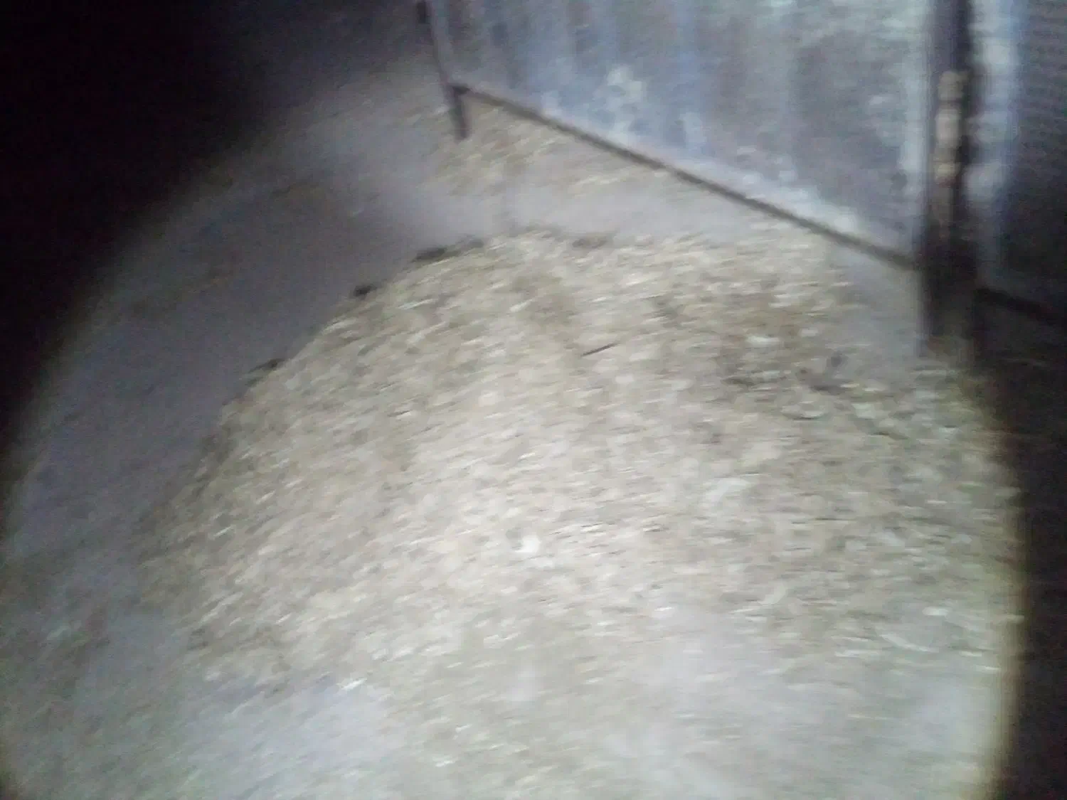 فوری فوری کود گوسفند ۶سال پوسیده|خدمات باغبانی و درختکاری|تاکستان, |دیوار