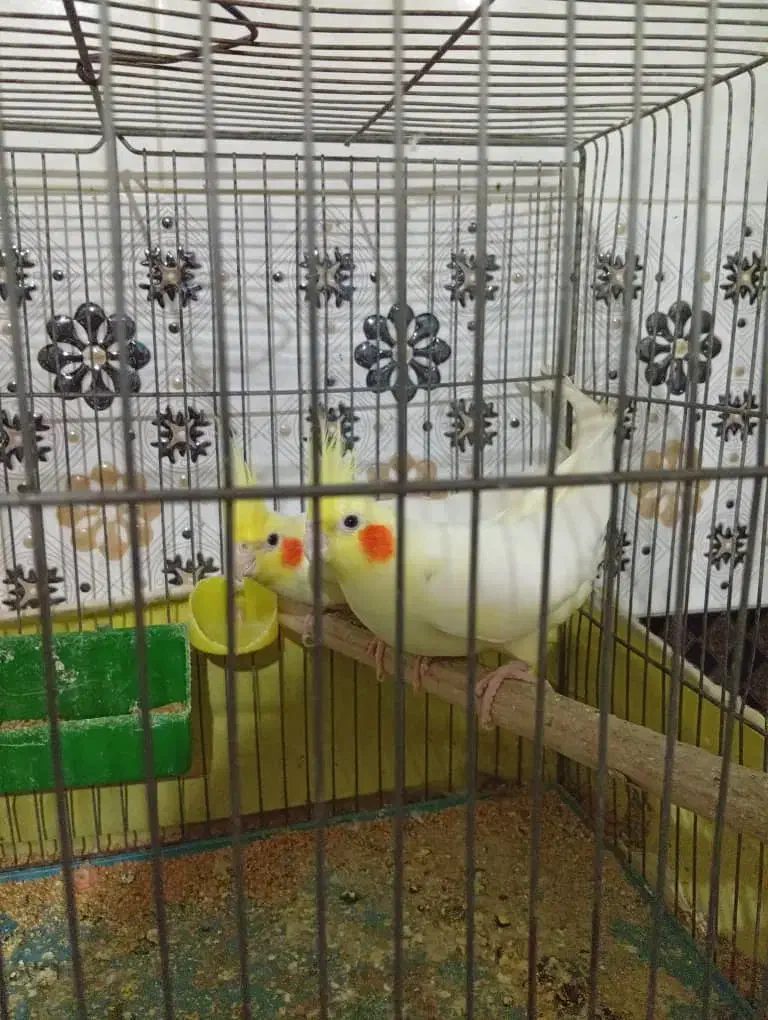 عروس هلندی|پرنده|جهرم, |دیوار