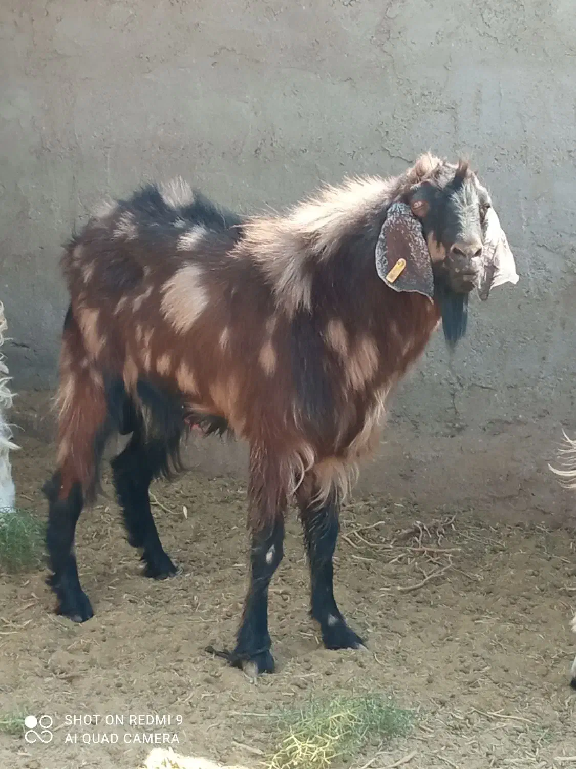 تکشاد نژادی|حیوانات مزرعه|تیمور آباد, |دیوار