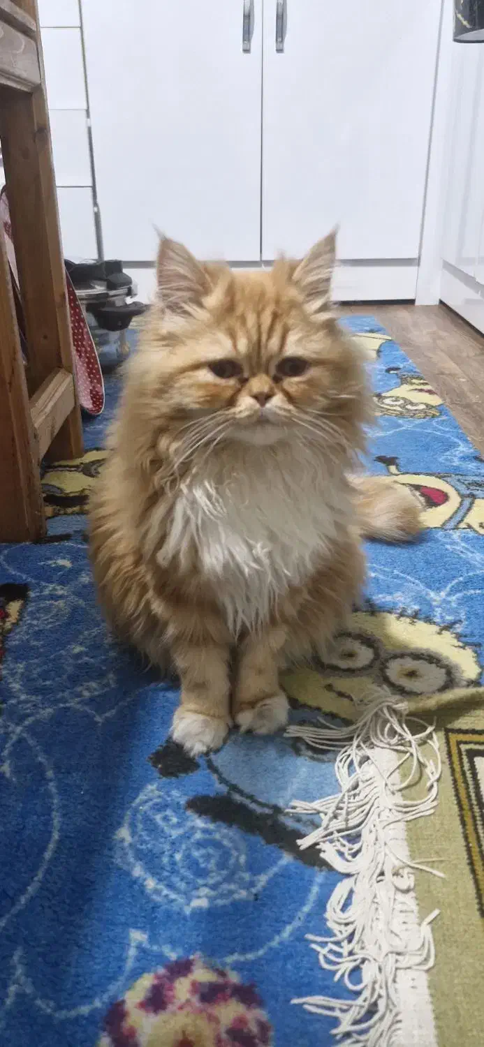 پرشین ماده|گربه|رشت, بازار|دیوار