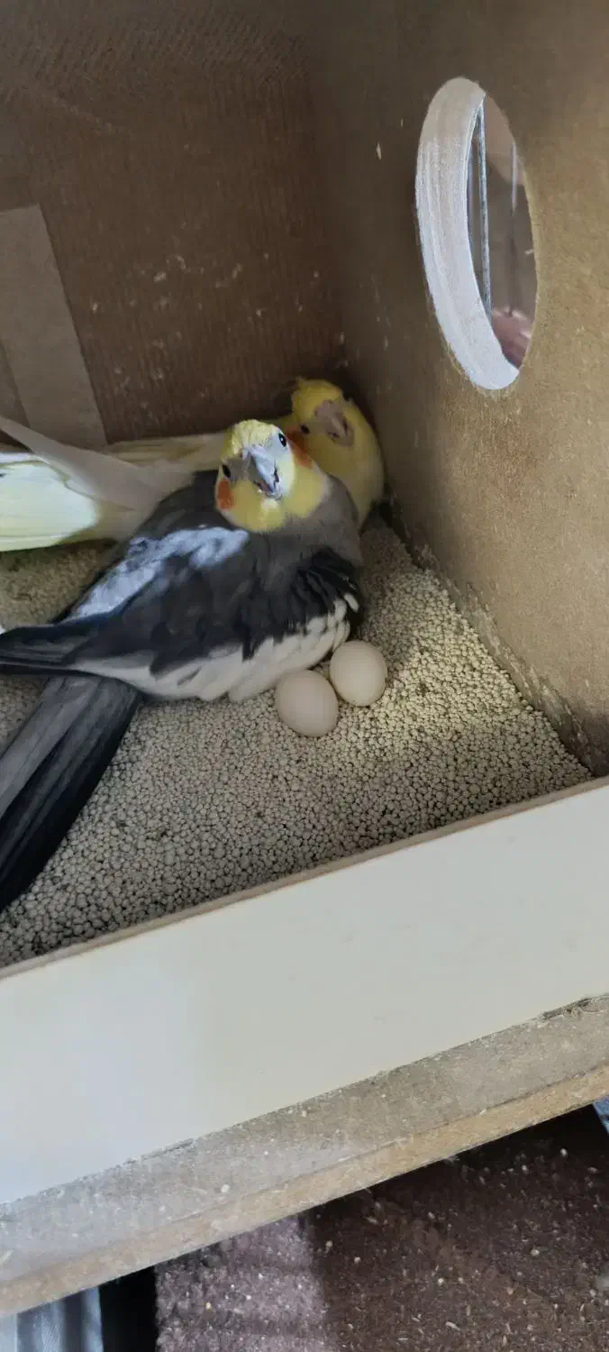 عروس هلندی جفت|پرنده|ساوه, |دیوار