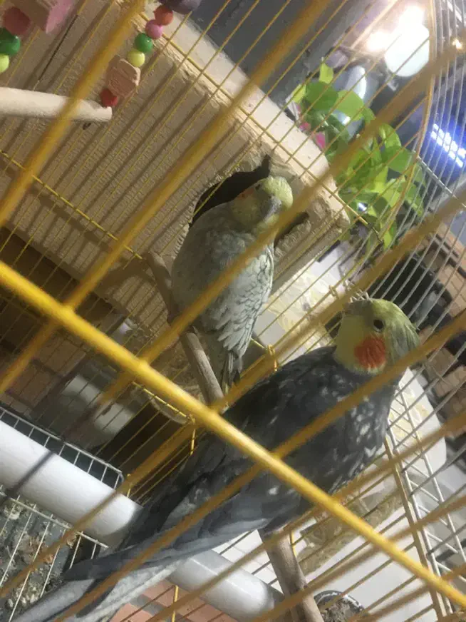 طوطی عروس|پرنده|آمل, |دیوار