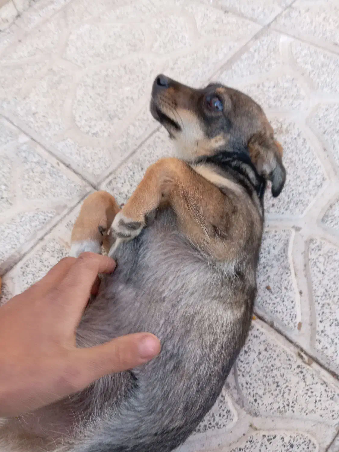 سگ پاکوتاه میکس نر|سگ|مشهد, حضرت حجت|دیوار