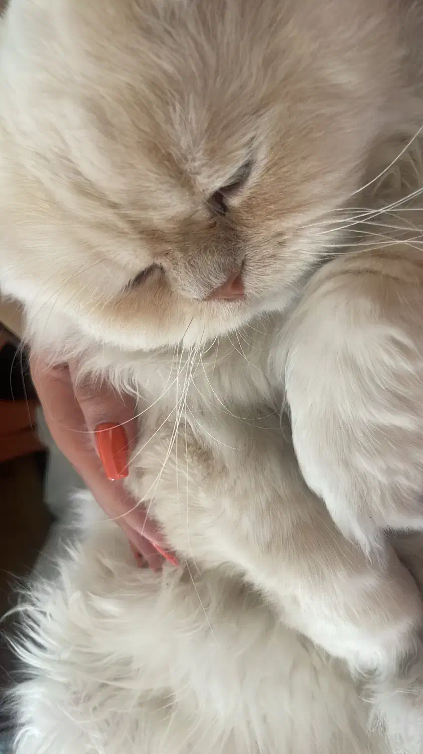 گربه|گربه|قزوین, |دیوار