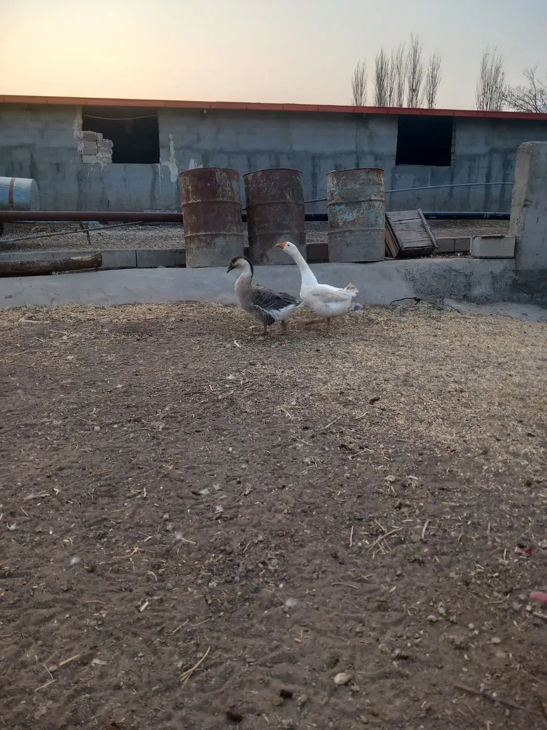 قوغاز|حیوانات مزرعه|ایواوغلی, |دیوار