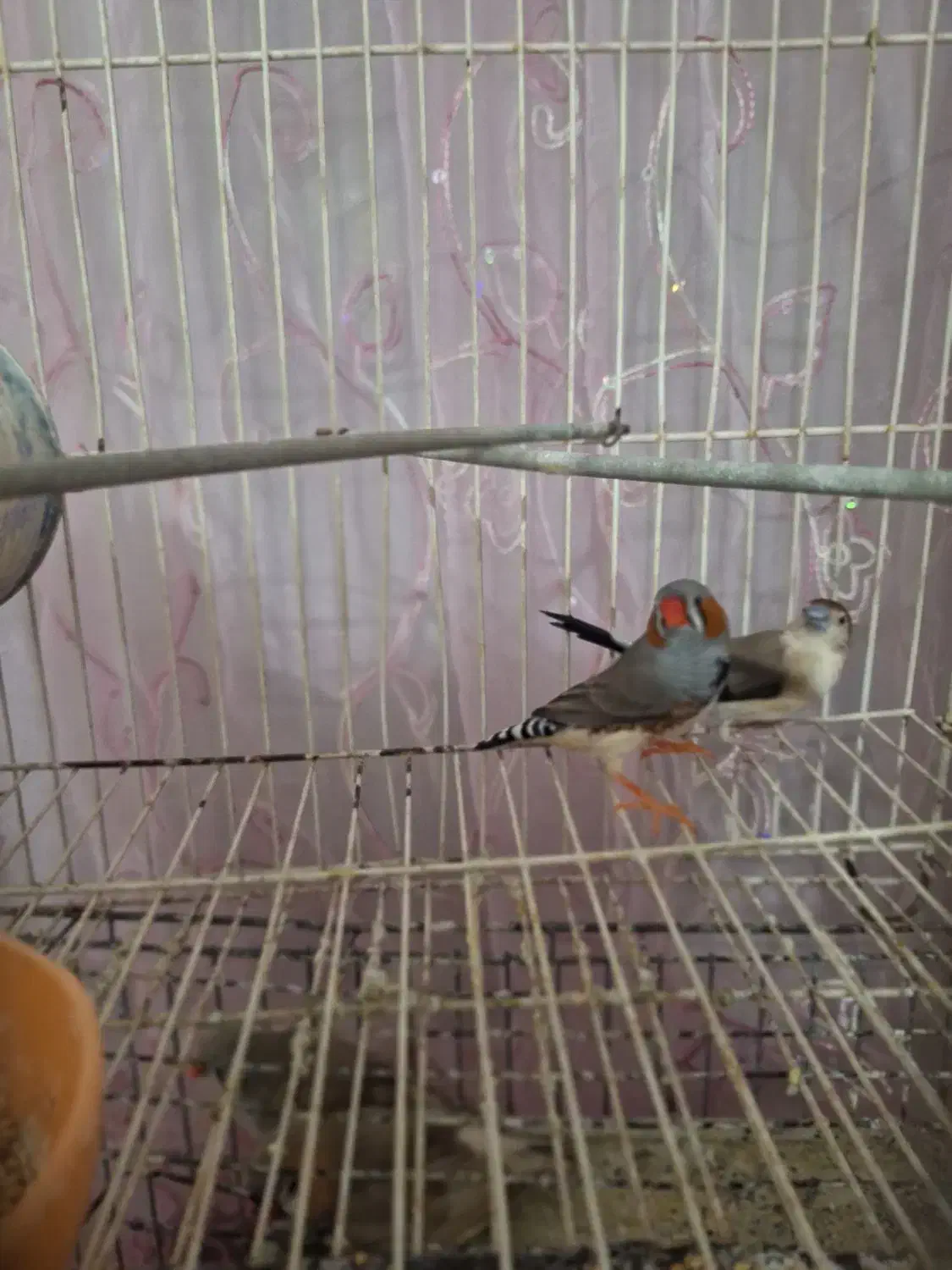 فنج|پرنده|چابهار, |دیوار