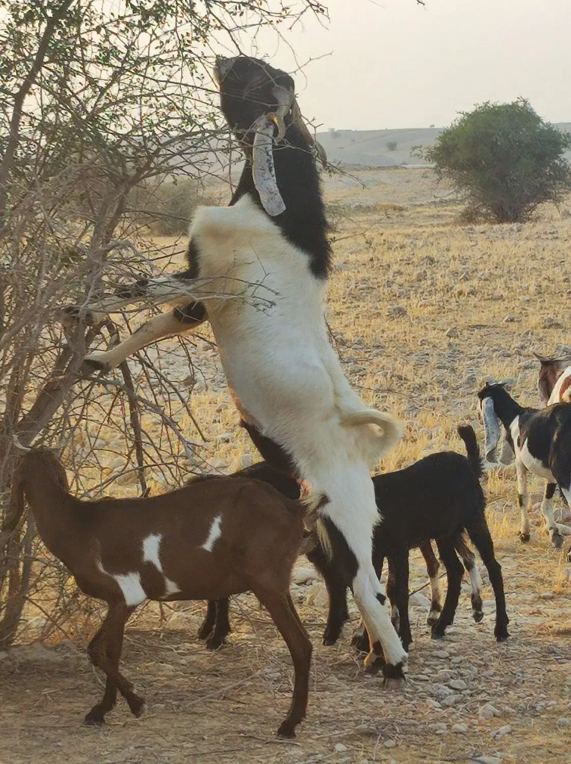 پازن پاکستانی|حیوانات مزرعه|برازجان, |دیوار