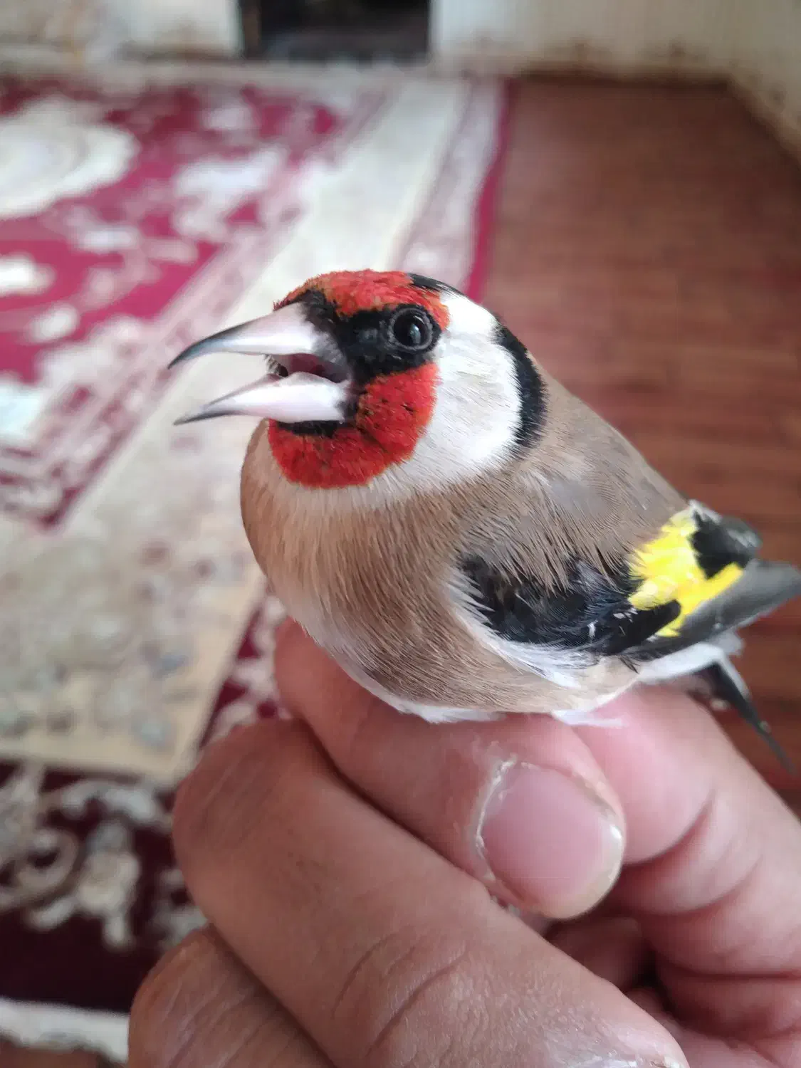 سیره عروسک|پرنده|سرپل ذهاب, |دیوار