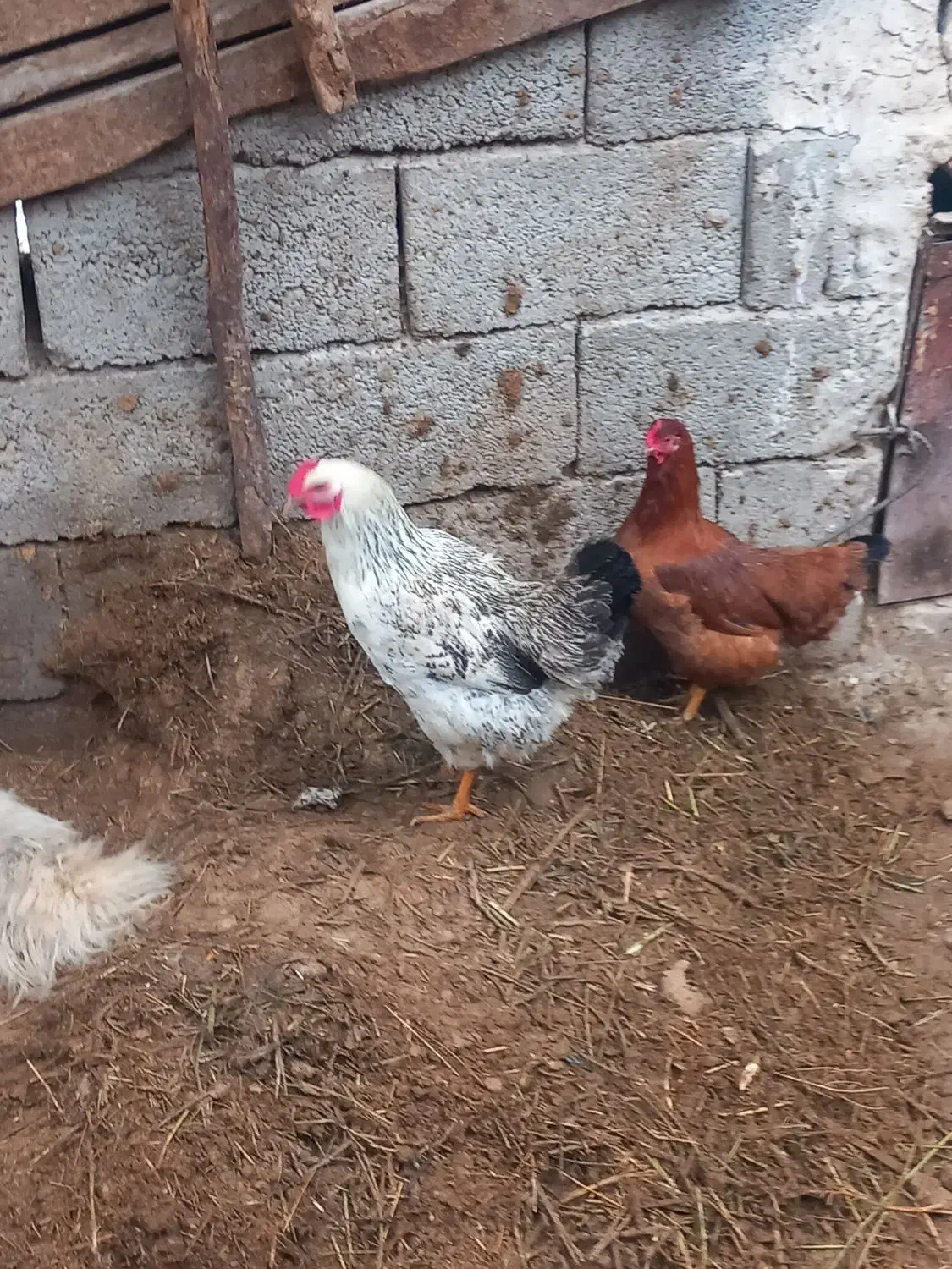 معاوضه با مرغ گلین|حیوانات مزرعه|خسروشاه, |دیوار