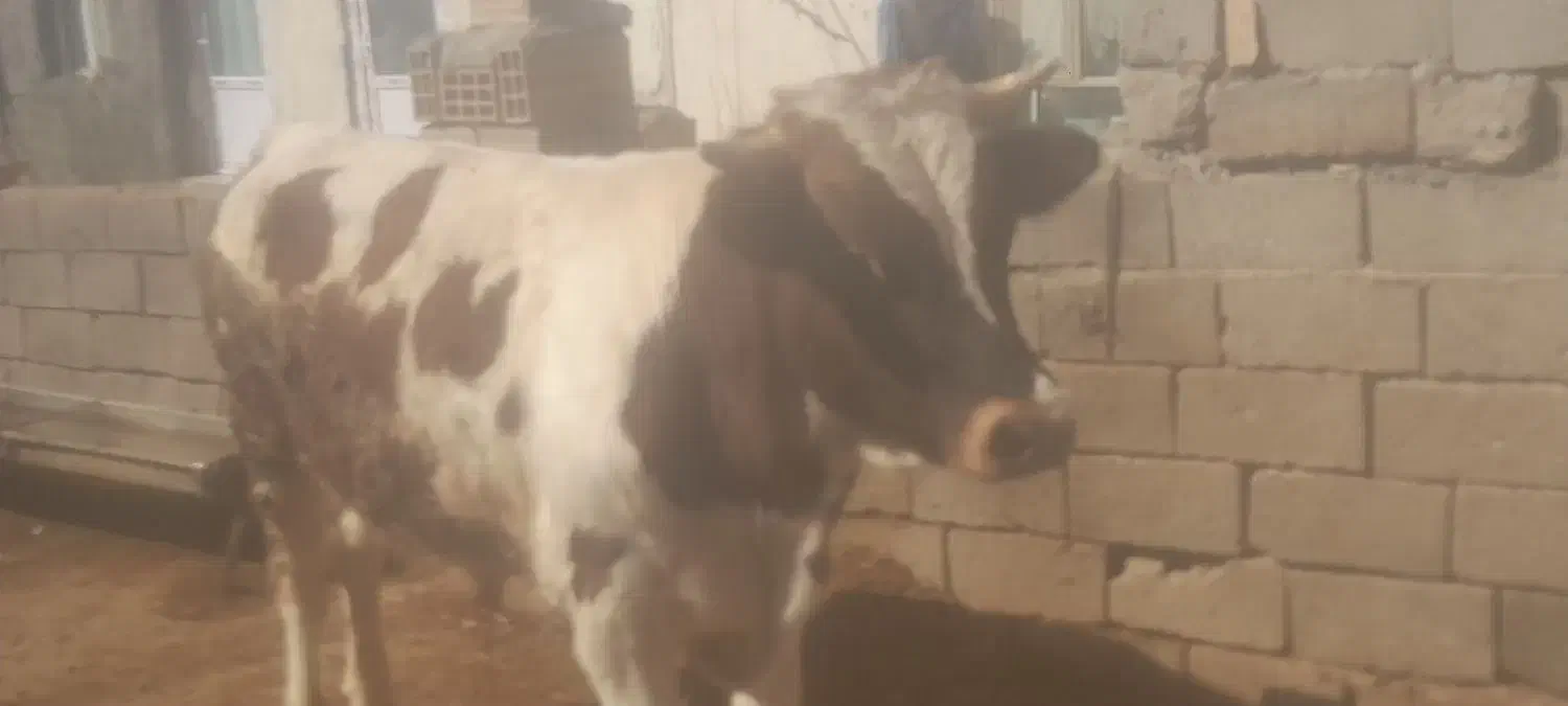 فروش|حیوانات مزرعه|هشترود, |دیوار