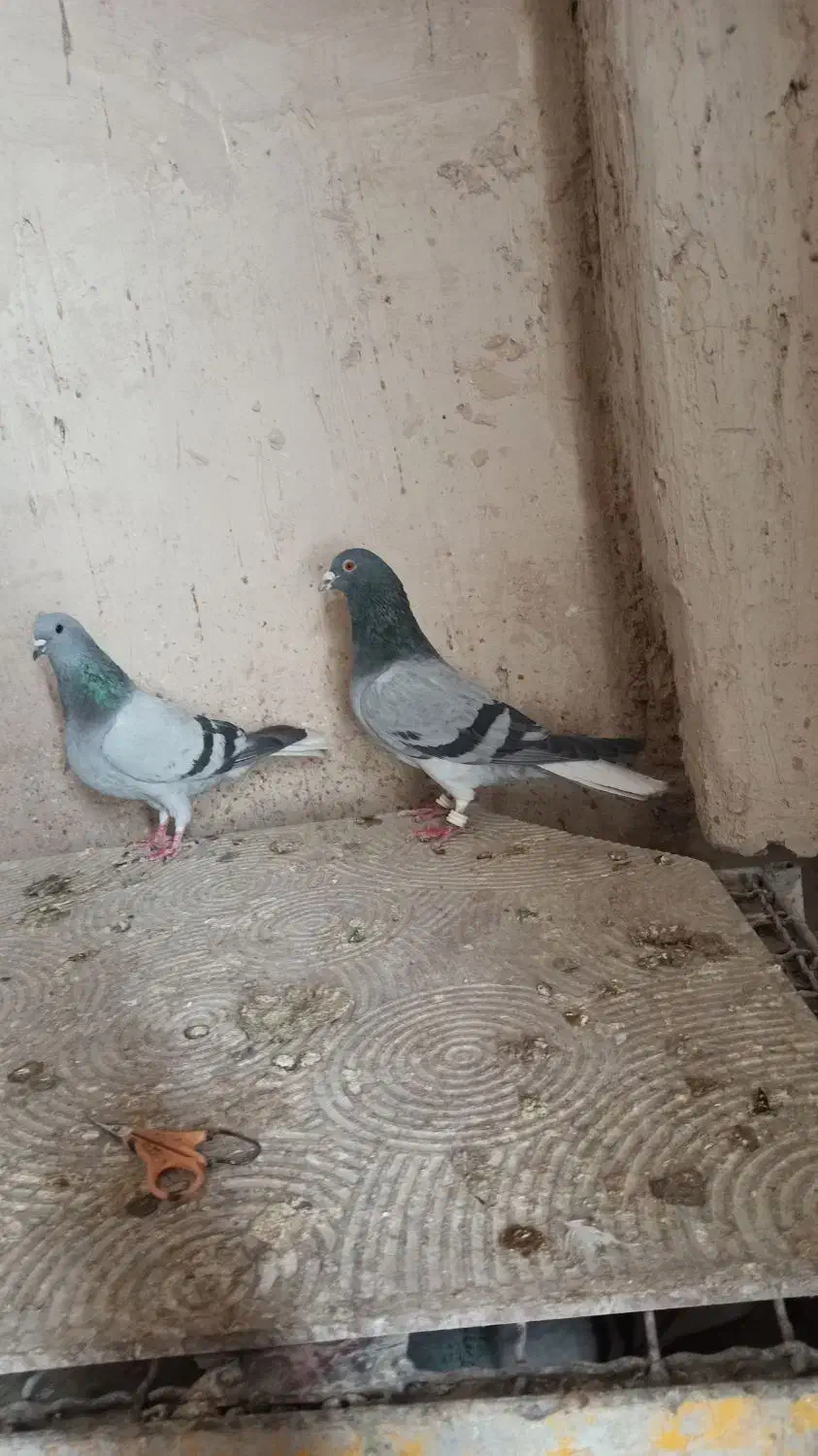 دم سفید|پرنده|شیراز, شهرک صنعتی شیراز|دیوار