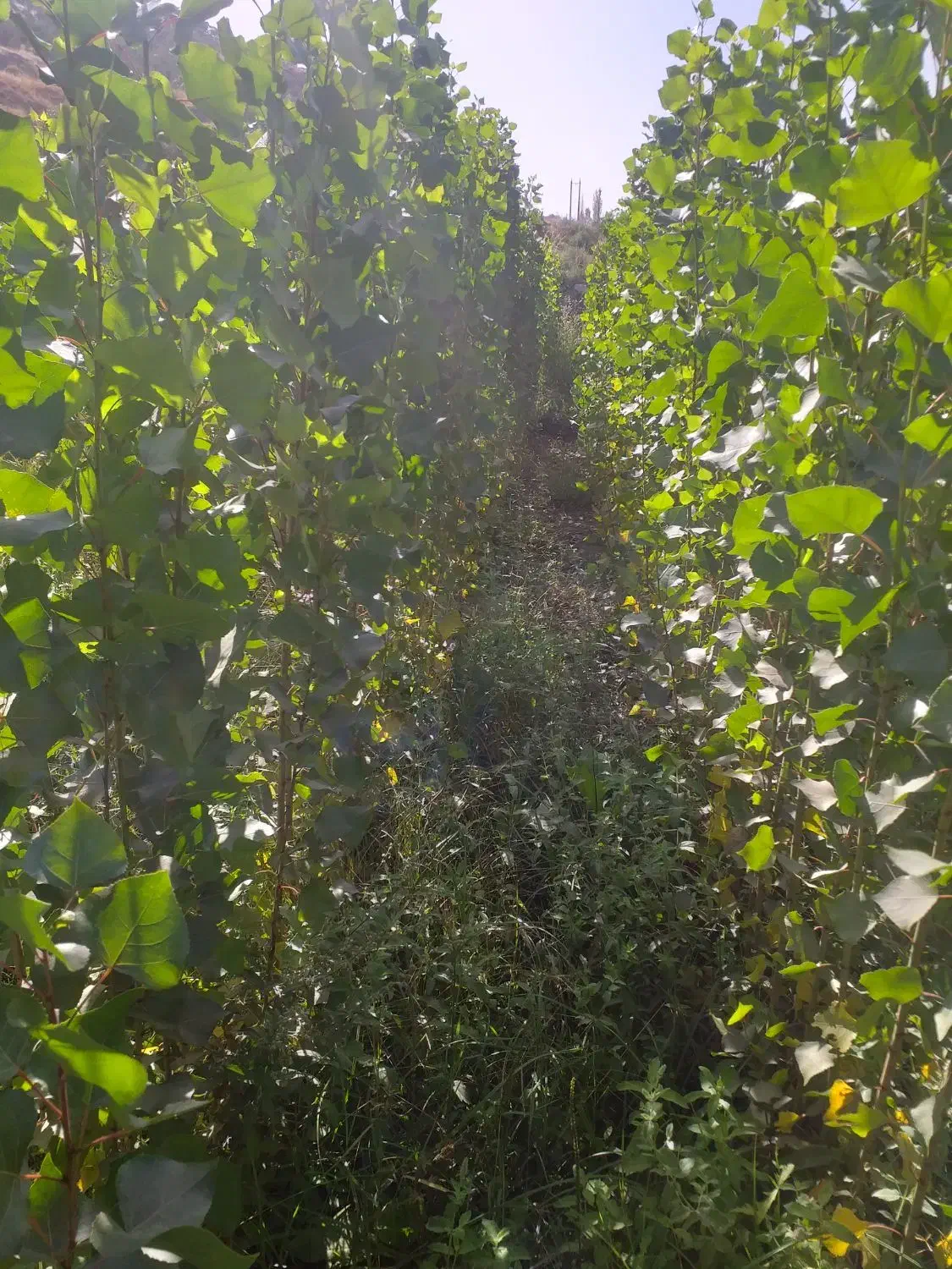 فروش نهال چنار|خدمات باغبانی و درختکاری|سروآباد, |دیوار