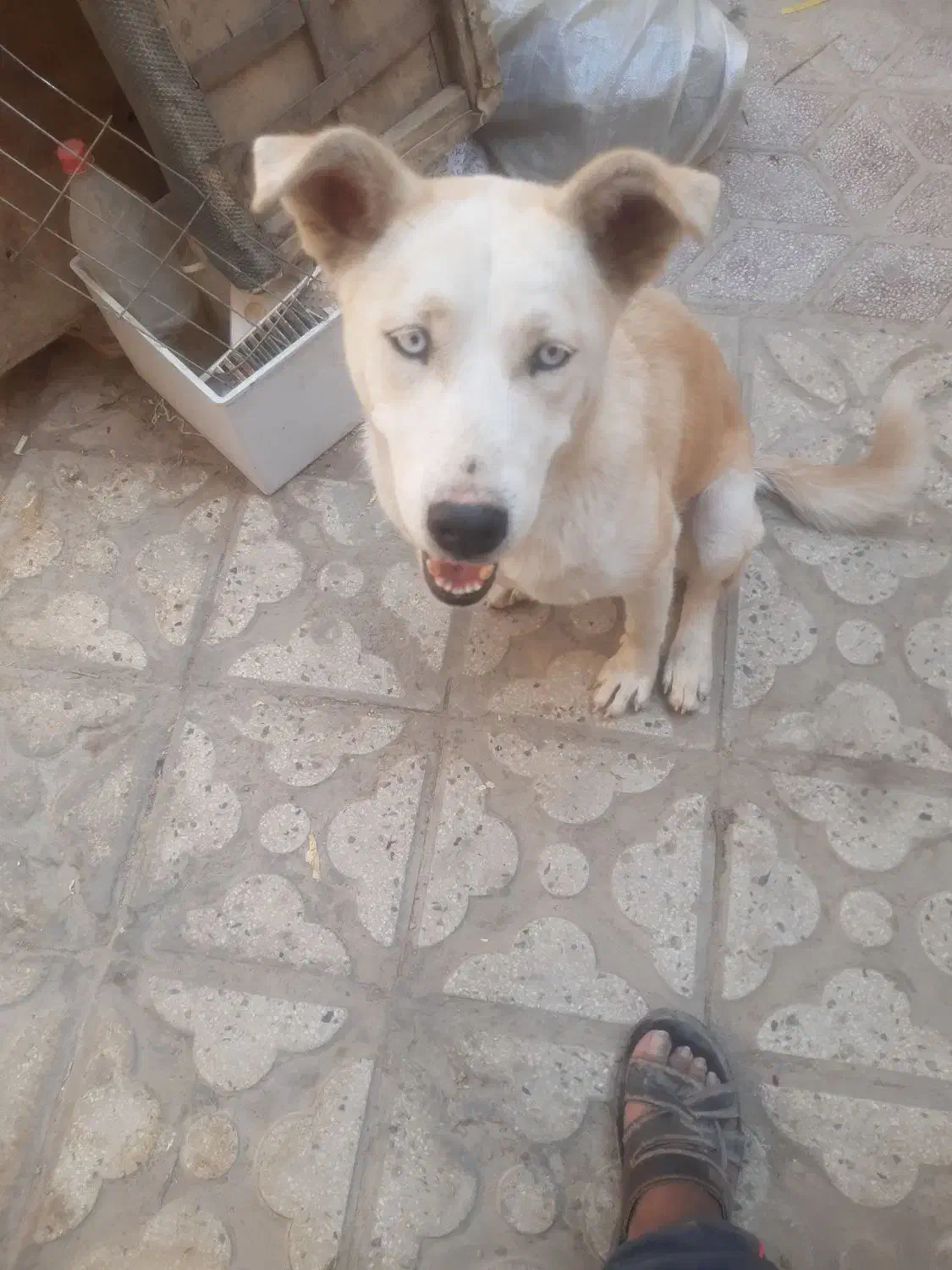 ماده هاسکی کرم|سگ|شیراز, سیاه سنگ|دیوار