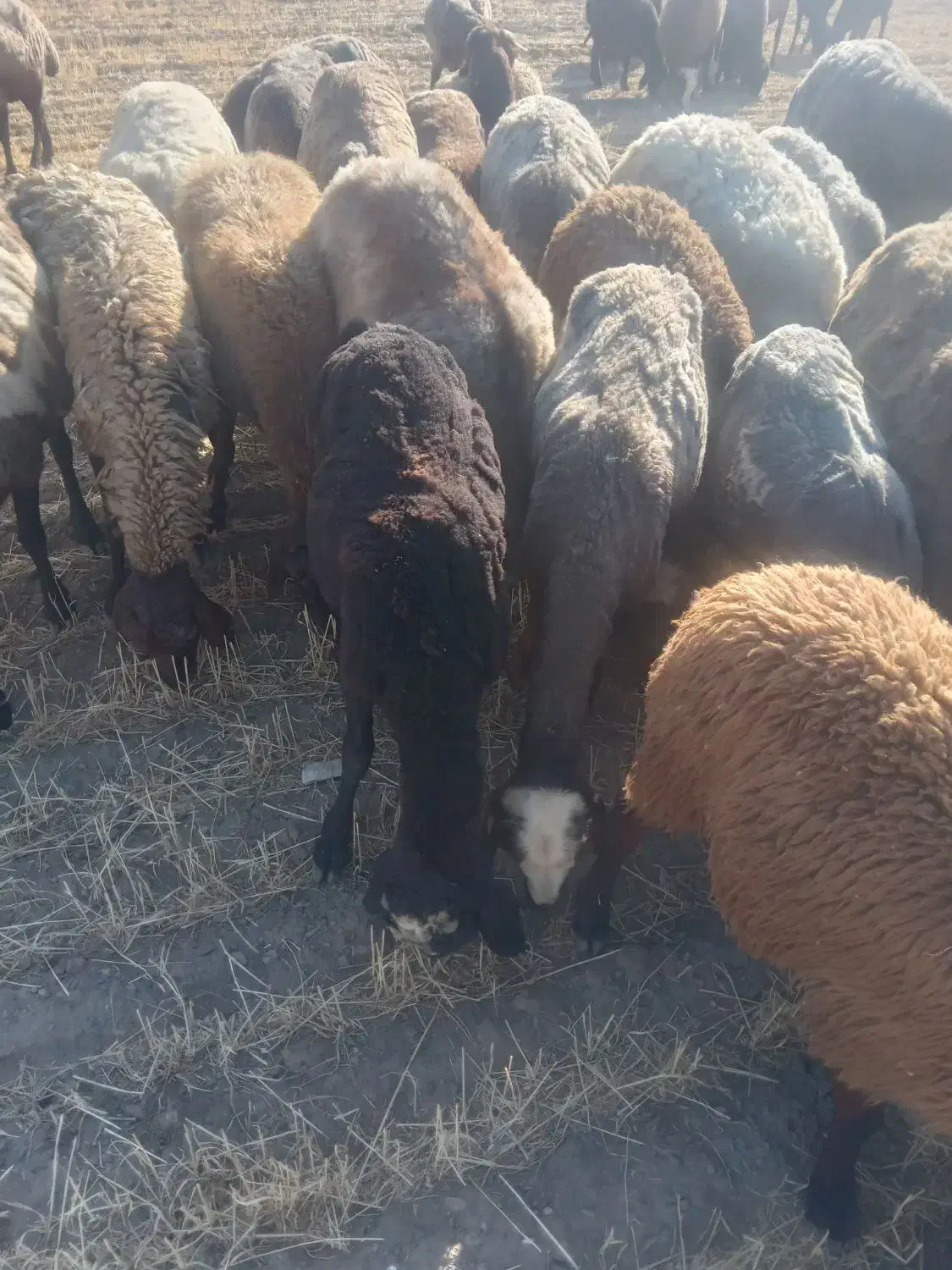 فروش هر مدل گوسفند|حیوانات مزرعه|ملایر, |دیوار