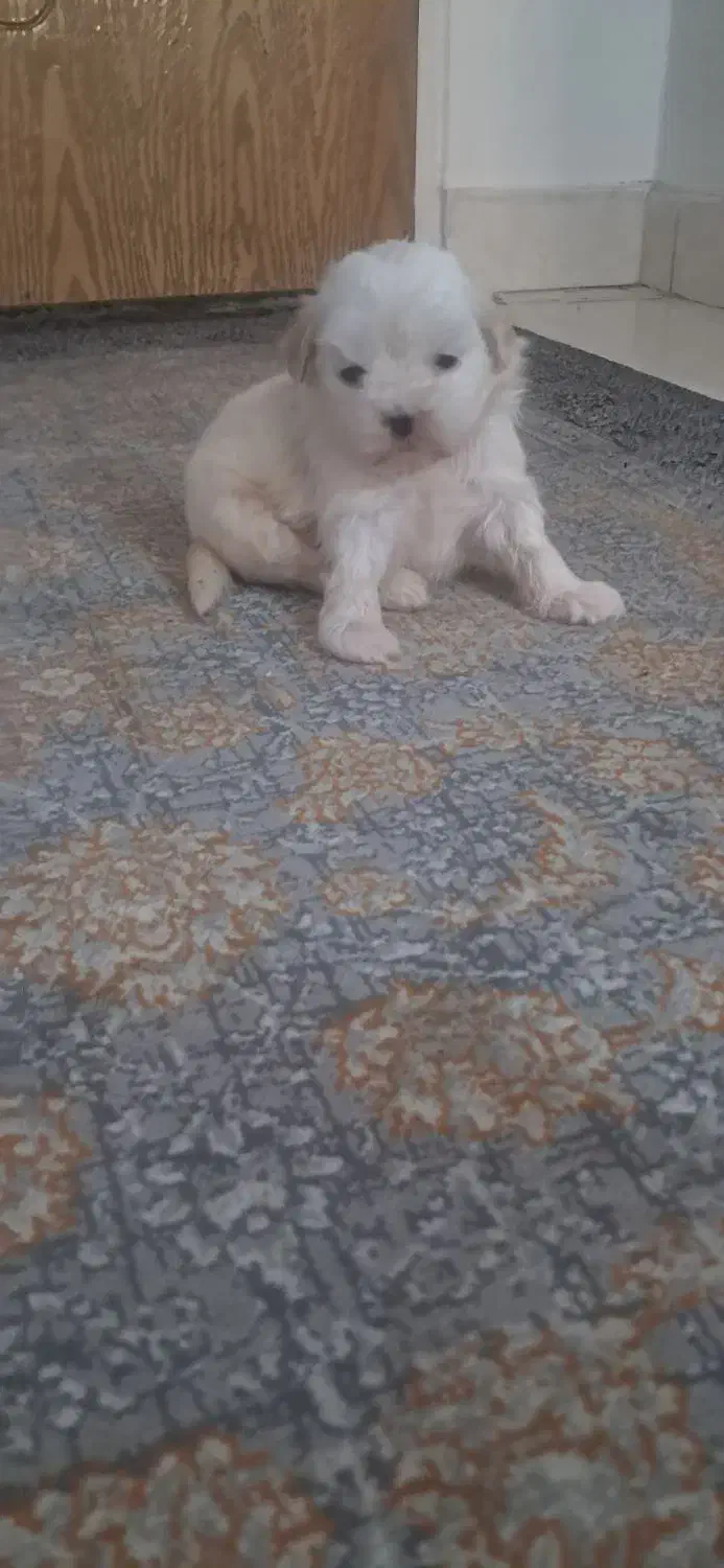 توله سگ|سگ|تهران, جوادیه تهرانپارس|دیوار