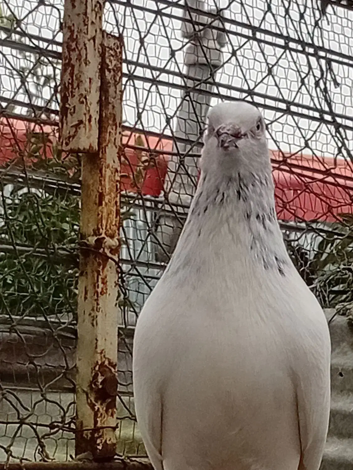 کبوترتیر ماهی|پرنده|لنگرود, |دیوار