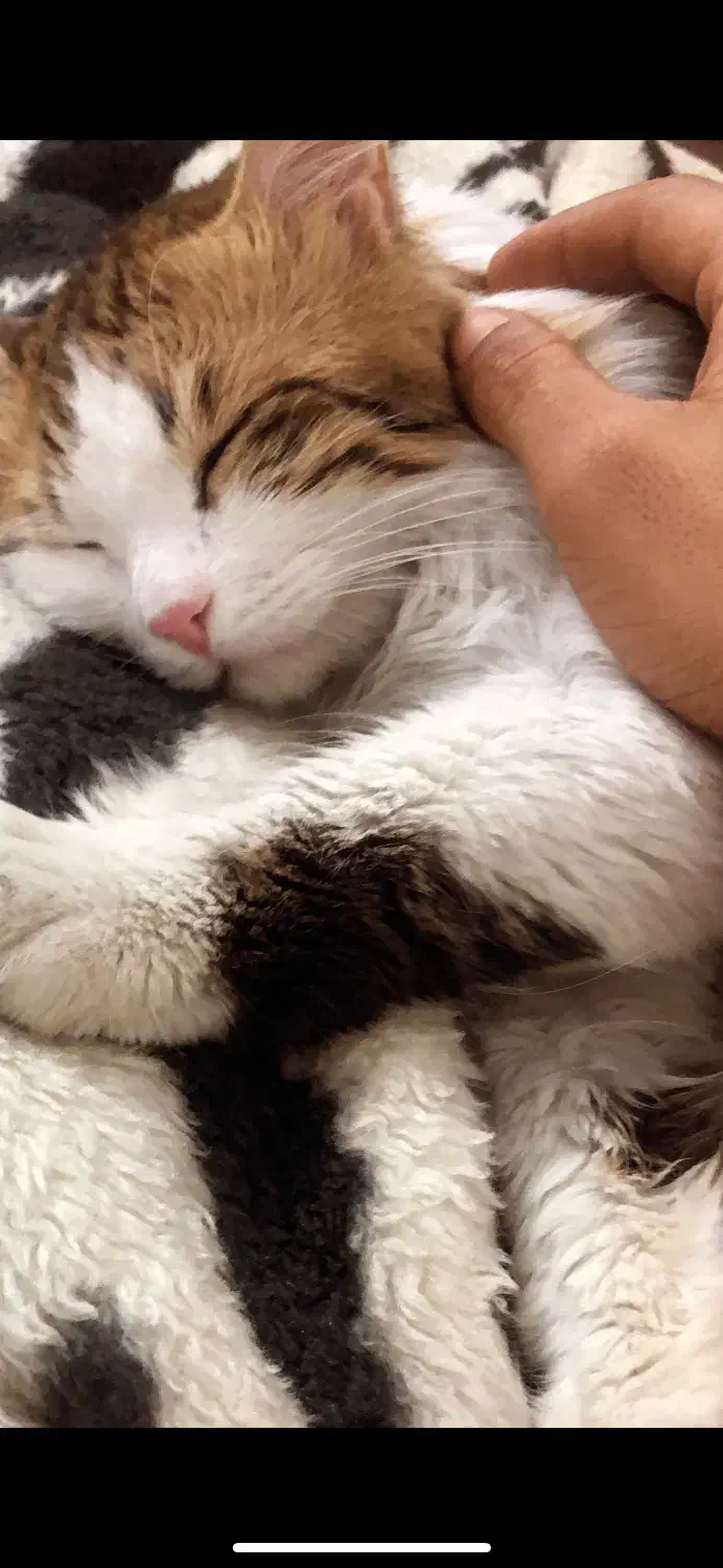 گربه پرشین|گربه|قم, پردیسان|دیوار