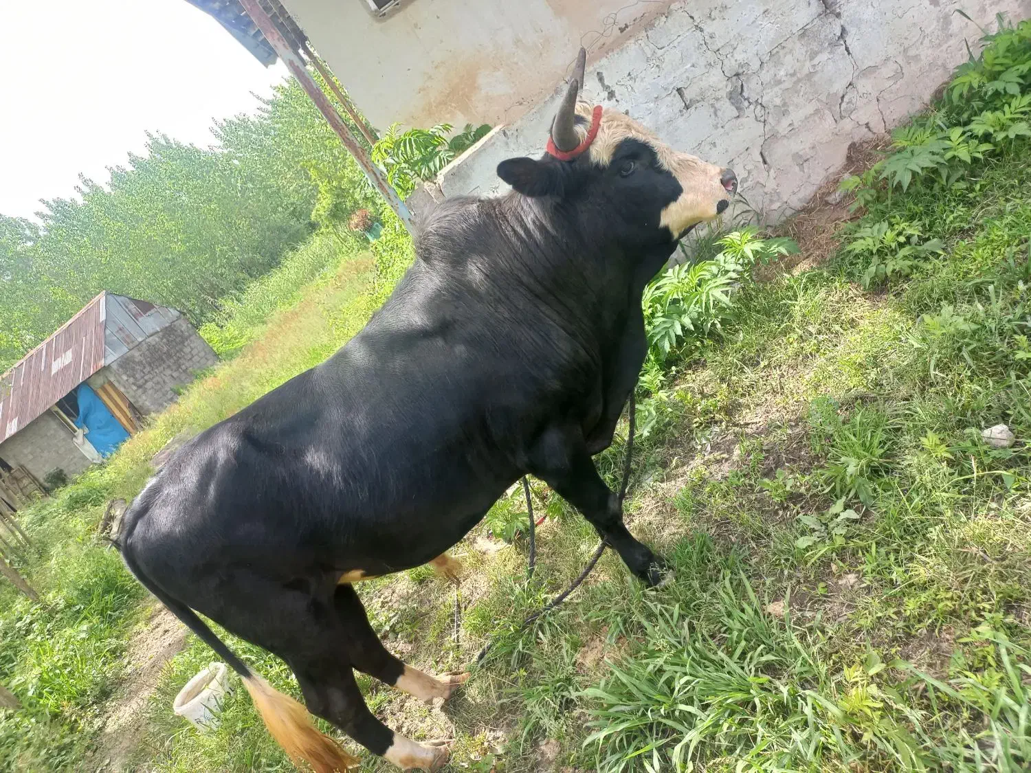 ورزا|حیوانات مزرعه|خمام, |دیوار