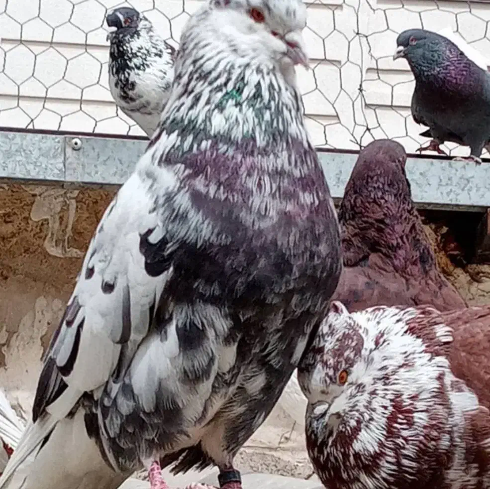 کفتر اصیل تهرون|پرنده|فولادشهر, مسکن مهر فولادشهر|دیوار